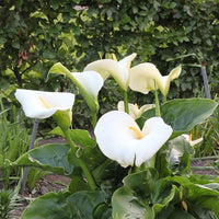 White Calla Lily Seeds for Planting