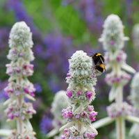 Stachys Flower seeds for Planting - Garden Favorite, Heirloom & GMO Free Seeds for Home Garden