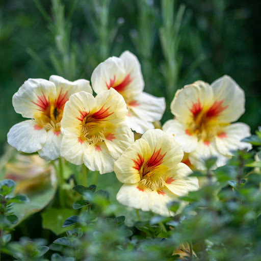 Cream Pink Nasturtium Flower seeds for Planting - Vibrant Colors, Heirloom & GMO Free Seeds for Home Garden