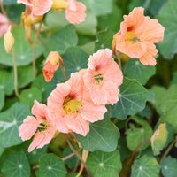 Baby Pink Nasturtium Flower seeds for Planting Long Bloom Season Heirloom & GMO Free Seeds for Home Garden