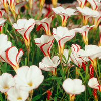Red Oxalis Versicolor Flower seeds for Planting - Hardy Variety, Heirloom & GMO Free Seeds for Home Garden