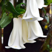 White Lapageria Flower seeds for Planting - Colorful Display, Heirloom & GMO Free Seeds for Home Garden