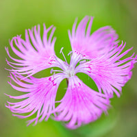 Dianthus Superbus Flower seeds for Planting Wildflower Mix Heirloom & GMO Free Seeds for Home Garden 
 
 Sale