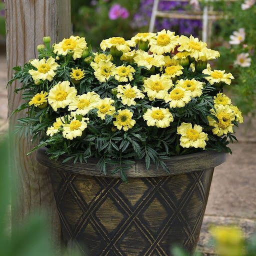Yellow Lemmon Marigold Flower seeds for Planting Hardy Variety Heirloom & GMO Free Seeds for Home Garden 
 
 Sale