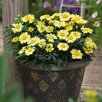 Yellow Lemmon Marigold Flower seeds for Planting Hardy Variety Heirloom & GMO Free Seeds for Home Garden 
 
 Sale