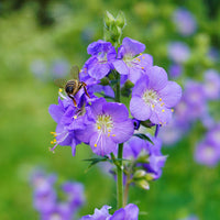 Blue Polemonium Flower seeds for Planting - Sun Loving, Heirloom & GMO Free Seeds for Home Garden