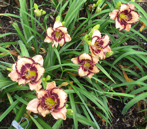 Cream Hemerocallis Flower Seeds Cut Flower Favorite Heirloom & GMO Free Seeds for Home Garden
 
 Sale