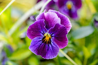 Purple Viola Flower seeds for Planting - Seasonal Bloomer, Heirloom & GMO Free Seeds for Home Garden