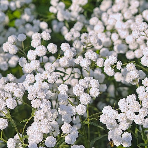Yarrow Superior Flower seeds for Planting Bright Blooms Heirloom & GMO Free Seeds for Home Garden