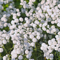 Yarrow Superior Flower seeds for Planting Bright Blooms Heirloom & GMO Free Seeds for Home Garden