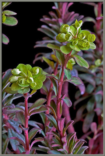 Euphorbia Amygdaloides Flower seeds for Planting - Easy to Grow, Heirloom & GMO Free Seeds for Home Garden