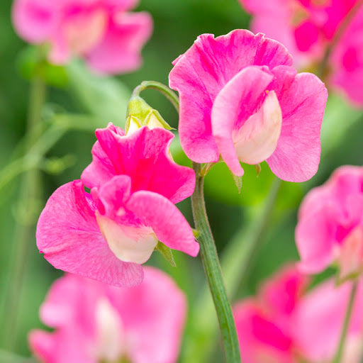 Pink Lathyrus Flower seeds for Planting Seasonal Bloomer Heirloom & GMO Free Seeds for Home Garden 
 
 Sale