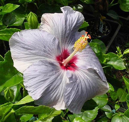 Light Grey Hibiscus Flower seeds for Planting Long Bloom Season Heirloom & GMO Free Seeds for Home Garden 
 
 Sale