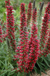 Red Amoenum Flower seeds for Planting Vibrant Colors Heirloom & GMO Free Seeds for Home Garden
 
 Sale