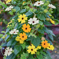 Mixed Thunbergia Flower seeds for Planting - Bright Blooms, Heirloom & GMO Free Seeds for Home Garden