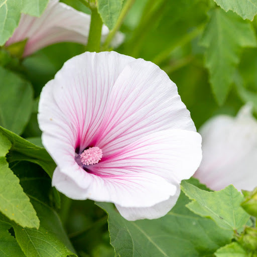 White Pink Lavatera Flower Seeds for Planting  Seed for Lush Blooms, Perfect for Elegant Garden Displays
