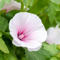 White Pink Lavatera Flower Seeds for Planting  Seed for Lush Blooms, Perfect for Elegant Garden Displays