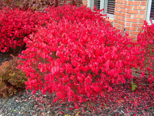 Red Burning Bush Flower seeds for Planting - Fragrant Blossoms, Heirloom & GMO Free Seeds for Home Garden