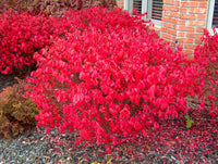 Red Burning Bush Flower seeds for Planting - Fragrant Blossoms, Heirloom & GMO Free Seeds for Home Garden