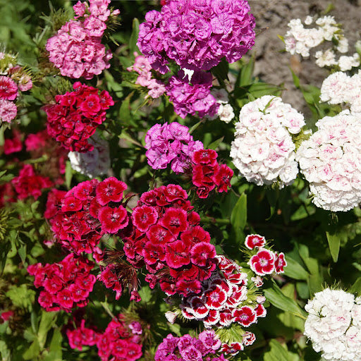 Rose Mix Dianthus Flower Seeds for Planting – Drought Tolerant Heirloom & NonGMO Seeds for Home Garden
 
 Sale