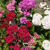 Rose Mix Dianthus Flower Seeds for Planting – Drought Tolerant Heirloom & NonGMO Seeds for Home Garden
 
 Sale