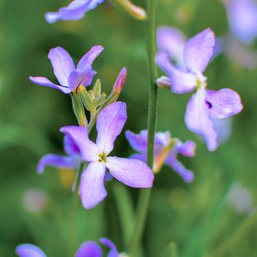 Matthiola Bicornis Flower seeds for Planting - Compact Growth, Heirloom & GMO Free Seeds for Home Garden