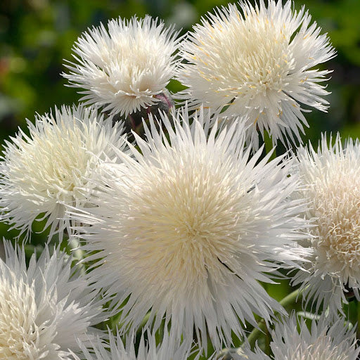 Centaurea Moschata Flower seeds for Planting Drought Tolerant Heirloom & GMO Free Seeds for Home Garden
