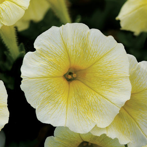 Light Yellow Petunia Seeds for Planting  Annual Blooms