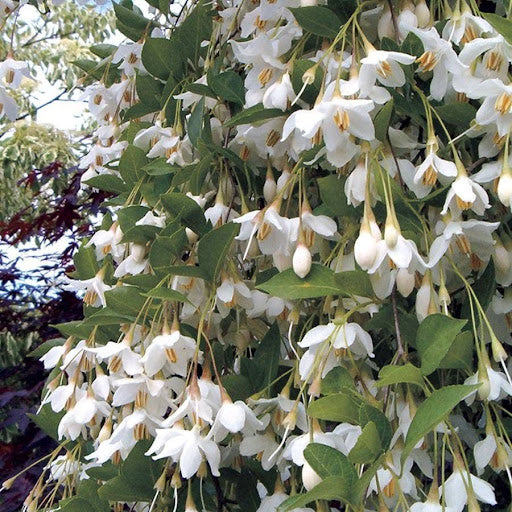Snowbell Tree Seeds Planting Guide