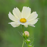 White Cosmos Flower seeds for Planting - Sun Loving, Heirloom & GMO Free Seeds for Home Garden