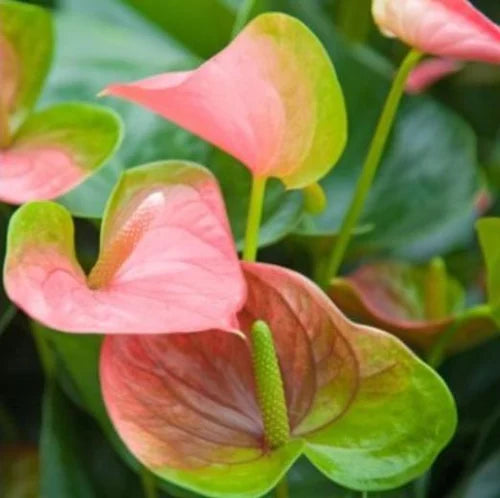 Anthurium flower seeds - Flower seeds for Planting - Easy to Grow, Heirloom & GMO Free Seeds for Home Garden