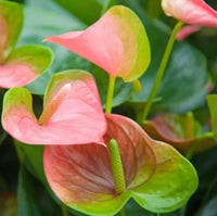 Anthurium flower seeds - Flower seeds for Planting - Easy to Grow, Heirloom & GMO Free Seeds for Home Garden