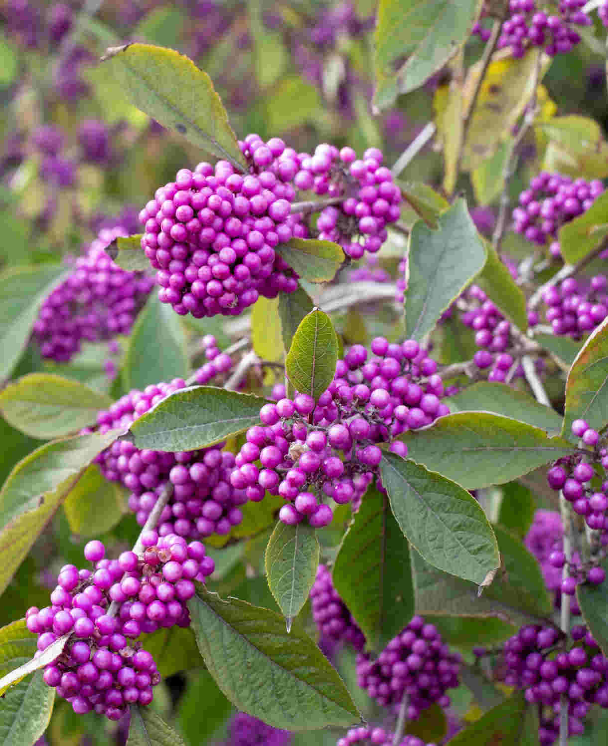 Violet Callicarpa Bodinieri Seeds for Planting  Stunning Fruit-Bearing Plants