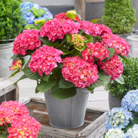 Pink Hydrangea Flower seeds for Planting Drought Tolerant Heirloom & GMO Free Seeds for Home Garden 
 
 Sale
