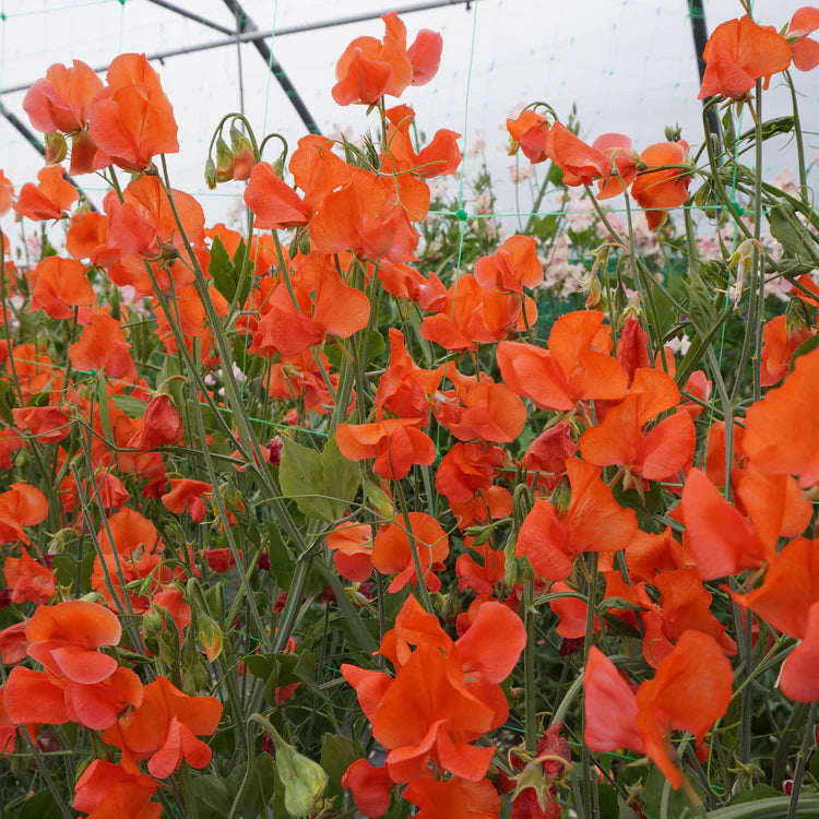 Orange Sweet Pea Flower seeds for Planting Colorful Display Heirloom & GMO Free Seeds for Home Garden