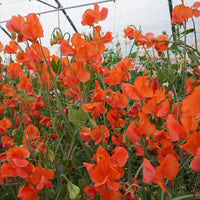 Orange Sweet Pea Flower seeds for Planting Colorful Display Heirloom & GMO Free Seeds for Home Garden