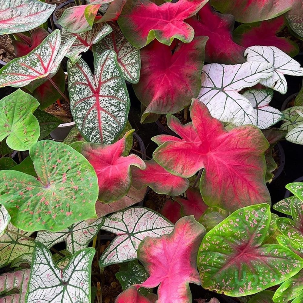 Caladium Flower seeds for Planting Vibrant Colors Heirloom & GMO Free Seeds for Home Garden