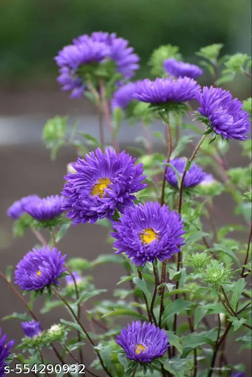Dark Violet Aster Flower Seeds for Planting Shade Tolerant Heirloom & GMO Free Seeds for Home Garden
 
 Sale