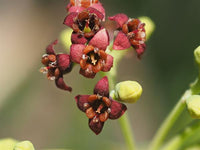 Santalum Album Flower seeds for Planting Low Maintenance Heirloom & GMO Free Seeds for Home Garden 
 
 Sale