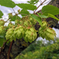 Khaki Green Humulus Lupulus Flower seeds for Planting Fragrant Blossoms Heirloom & GMO Free Seeds for Home Garden 
 
 Sale