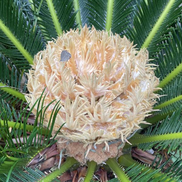 Cycas Flower seeds for Planting - Premium Quality, Heirloom & GMO Free Seeds for Home Garden