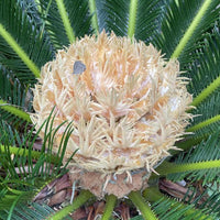 Cycas Flower seeds for Planting - Premium Quality, Heirloom & GMO Free Seeds for Home Garden