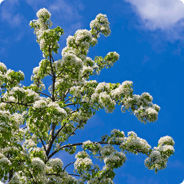 Ussurian pear seeds Pyrus ussuriensis hardy ornamental fruit tree