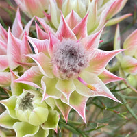 Serruria Flower seeds for Planting Cut Flower Favorite Heirloom & GMO Free Seeds for Home Garden 
 
 Sale