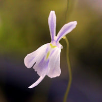 Utricularia Sandersonii Flower Seeds for Planting 1 pcs
