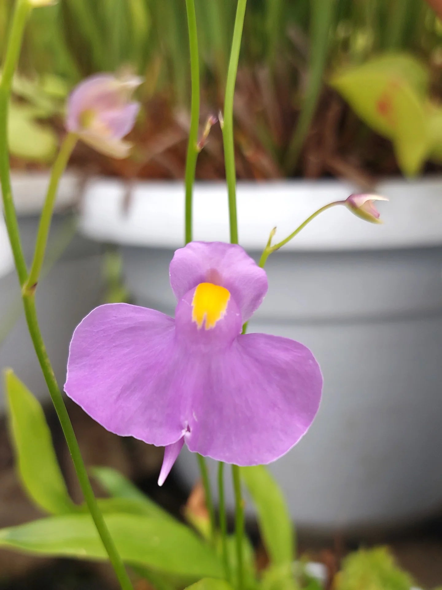 Violet Utricularia Flower Seeds for Planting - Enhance Your Garden with Unique Blooms