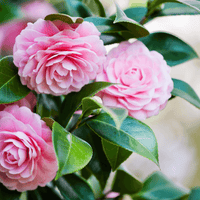 Camellia Pink White Flower seeds for Planting - Hardy Variety, Heirloom & GMO Free Seeds for Home Garden