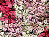 Light Pink Green Hypoestes Flower seeds for Planting Low Maintenance Heirloom & GMO Free Seeds for Home Garden
 
 Sale