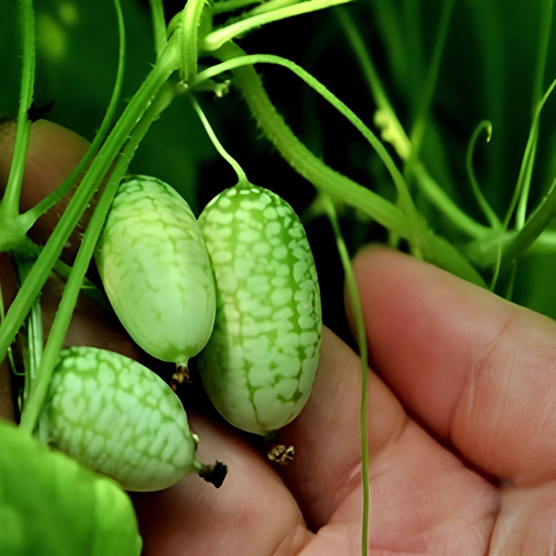 Uzbek Mirzachul melon seeds Cucumis melo for planting