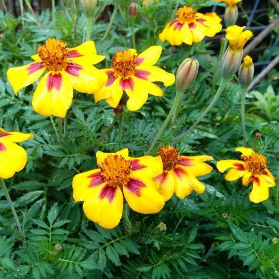 Marigold Marietta Flower seeds for Planting Vibrant Colors Heirloom & GMO Free Seeds for Home Garden 
 
 Sale